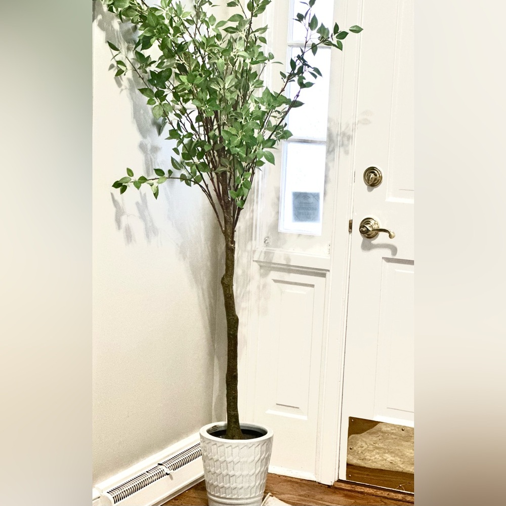 Timeless Young Tree - adds an outdoorsy feel to any room.